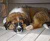 Dozer in his new home